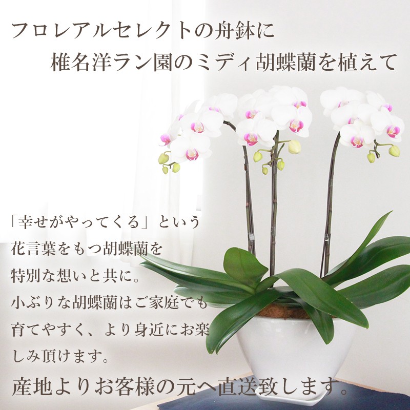 FLOREAL（フロレアル） 花 ギフト 誕生日 ミディ 胡蝶蘭 舟鉢 3本立