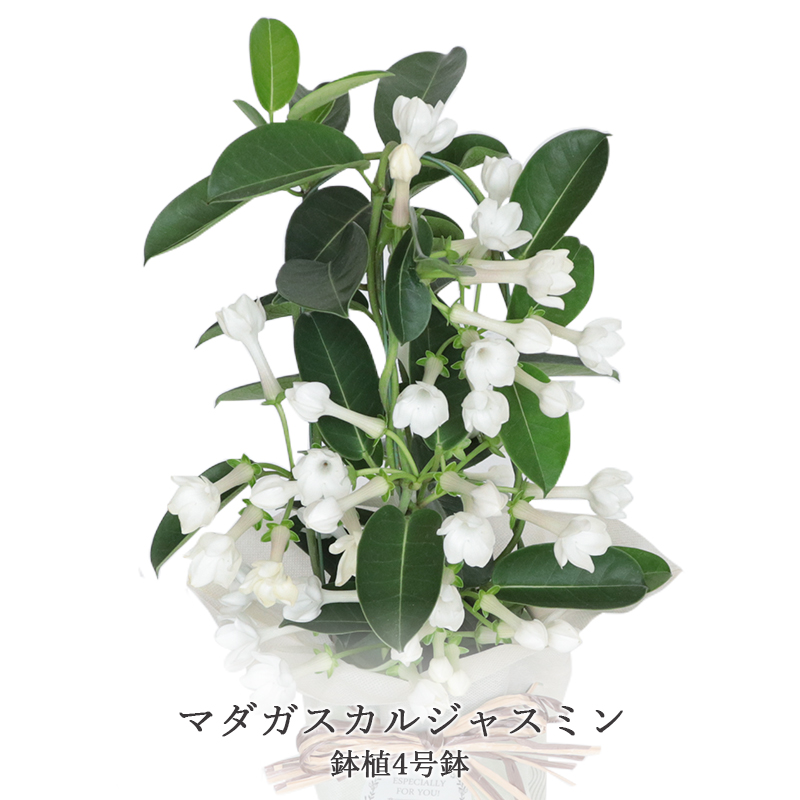 母の日ギフト 22 送料無料 つるバラ 鉢植え 真珠貝 マダガスカルジャスミン マーガレット 花鉢 母の日 プレゼント 花 フラワー ギフト フラワーギフト 510 10 フロレアルonlineshop東京 通販 Yahoo ショッピング