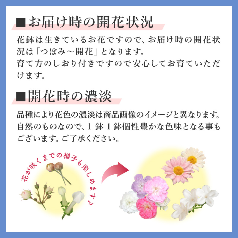 FLOREAL 母の日 ギフト 2025 プレゼント 花 送料無料 鉢植え