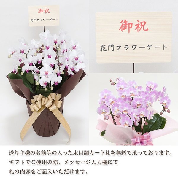 ✨11種お得セット【⭐️】ユーカリ　ラナン　チューリップ　ミランドール　切花　生花 kamon-hanay_or-01-b_3.jpg
