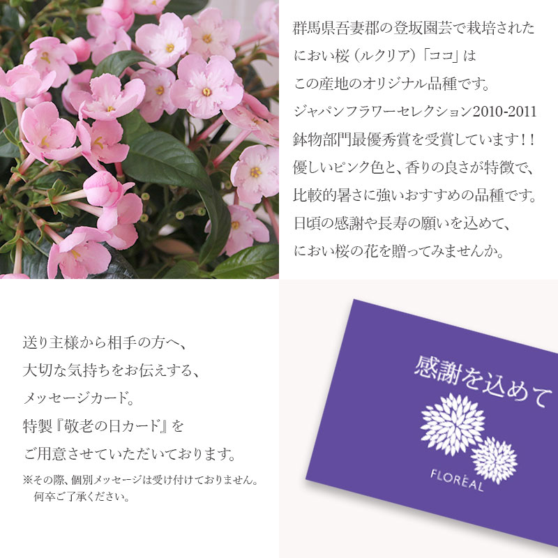 敬老の日 ギフト 2026 におい桜 5号鉢 ...の詳細画像4