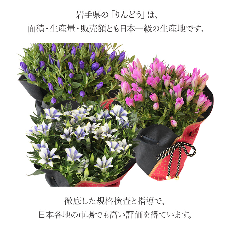 �h�V�̓� �M�t�g 2026 ���ǂ� �����h�E 5���� ���A�� 3�F�I�� �� �s���N �� �o�C�J���[ �S������ ���ǂ��� �������� �h�V�̓��M�t�g �� �v���[���g �� ���� �֘A�摜3