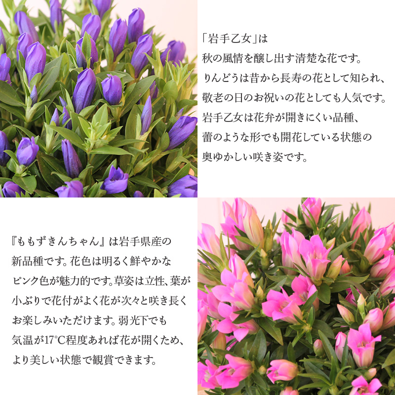�h�V�̓� �M�t�g 2026 ���ǂ� �����h�E 5���� ���A�� 3�F�I�� �� �s���N �� �o�C�J���[ �S������ ���ǂ��� �������� �h�V�̓��M�t�g �� �v���[���g �� ���� �֘A�摜4