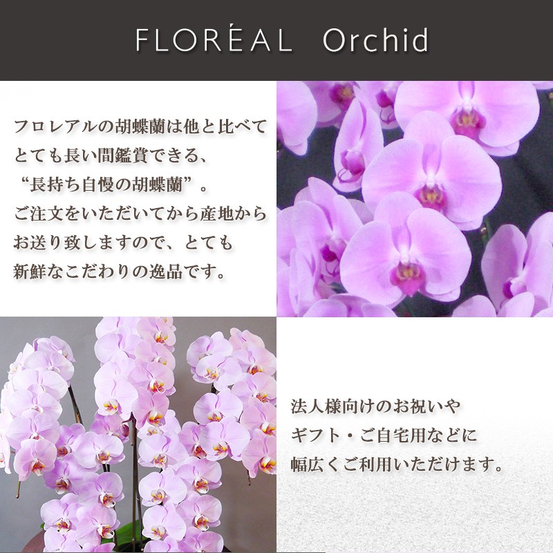FLOREAL（フロレアル） 花 ギフト 誕生日 オーキッド 胡蝶蘭 Dタイプ