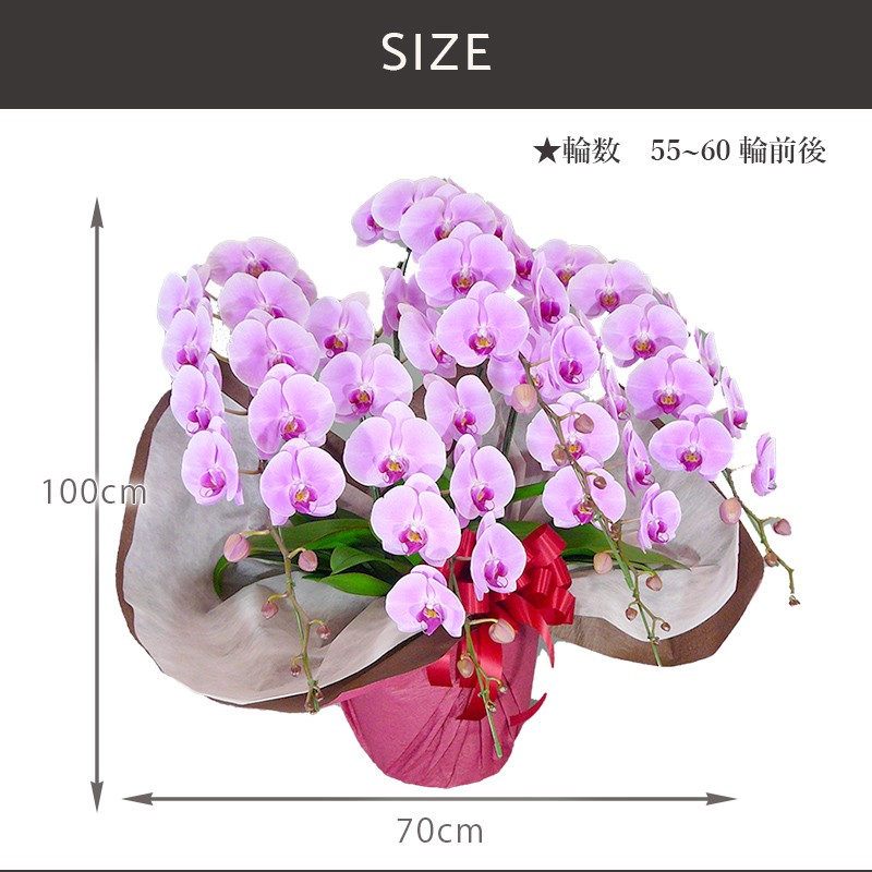 FLOREAL（フロレアル） 花 ギフト 誕生日 オーキッド 胡蝶蘭 Dタイプ