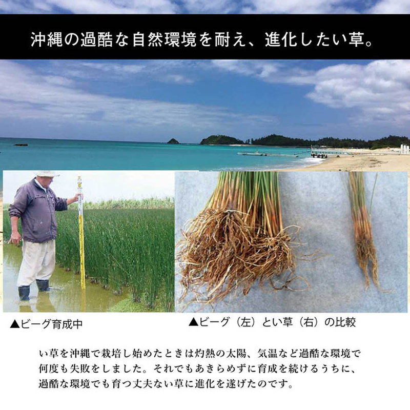 い草ラグ い草カーペット 高級 沖縄ビーグ敷き 長方形 191×250cm おしゃれ 滑り止め 不織布貼り_5
