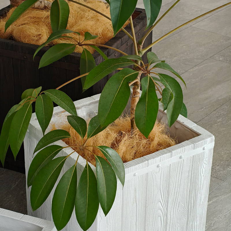 プランター 植木鉢 大型 正方形 50cm幅 木調FRPプランター キューブ型