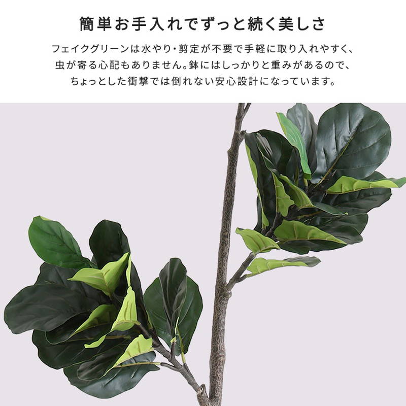 人工観葉植物 フェイクグリーン フィカス・リラータ Mサイズ 150cm おしゃれ インテリア 造花の画像