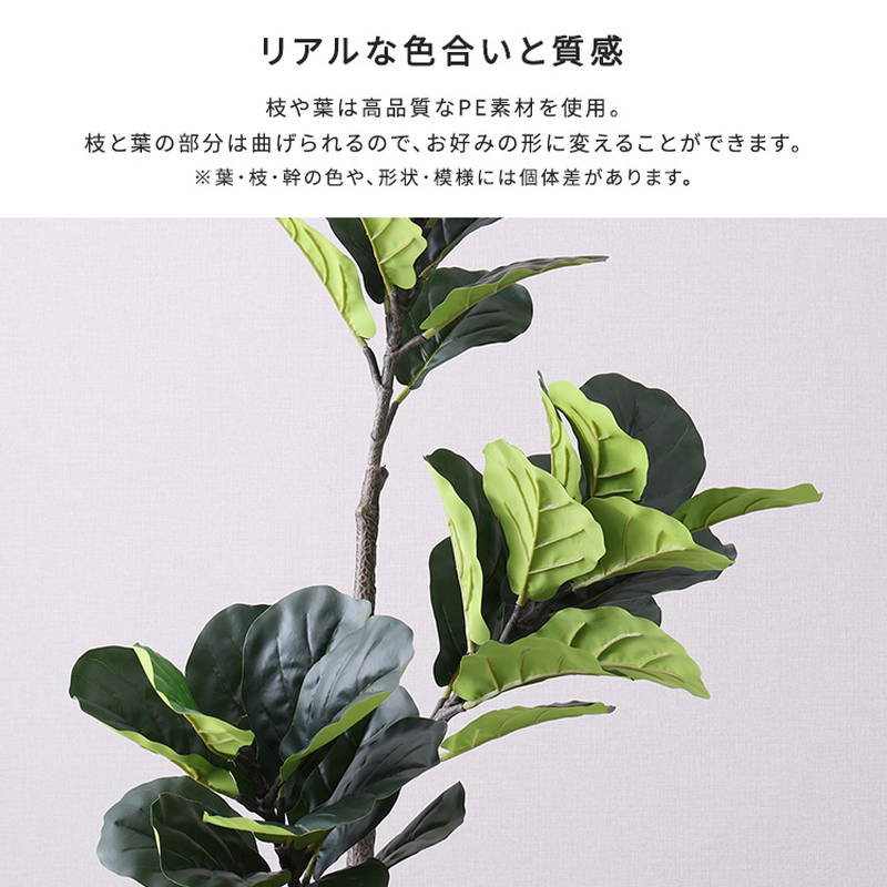 人工観葉植物 フェイクグリーン フィカス・リラータ Mサイズ 150cm おしゃれ インテリア 造花の画像