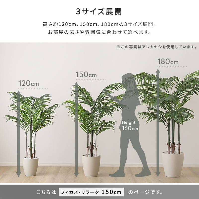 人工観葉植物 フェイクグリーン フィカス・リラータ Mサイズ 150cm おしゃれ インテリア 造花の画像