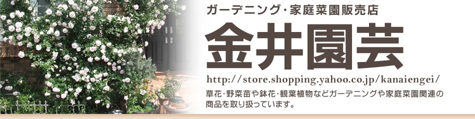 ダシリリオン ウィーレリー 4号鉢 観葉植物 リュウゼツラン C 232 金井園芸 通販 Yahoo ショッピング