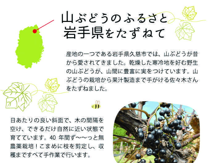 山ぶどうのふるさと岩手県をたずねて　産地の一つである岩手県久慈市では、山ぶどうが昔から愛されてきました。乾燥した寒冷地を好む野生の山ぶどうが、山間に豊富に実をつけています。山ぶどうの栽培から果汁製造まで手がける佐々木さんをたずねました。日あたりの良い斜面で、木の間隔を空け、できるだけ自然に近い状態で育てています。40年間ずーっと無農薬栽培！こまめに枝を剪定し、収穫まですべて手作業で行います。