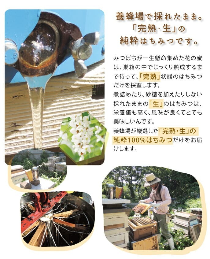 養蜂場で採れたまま。「完熟・生」の純粋はちみつです。みつばちが一生懸命集めた花の蜜は。巣箱の中でじっくり熟成するまで待って、「完熟」状態のはちみつだけを採蜜します。煮詰めたり、砂糖を加えたりしない採れたままの「生」のはちみつは、栄養価も高く、風味が良くてとても美味しいんです。養蜂場が厳選した「完熟・生」の純粋100%はちみつだけをお届けします。