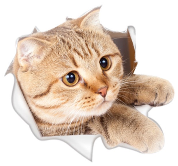 ネコちゃんステッカー リアル 3D ウォールステッカー 猫 騙し絵 トリックアート CAT｜kanedasyoten｜06