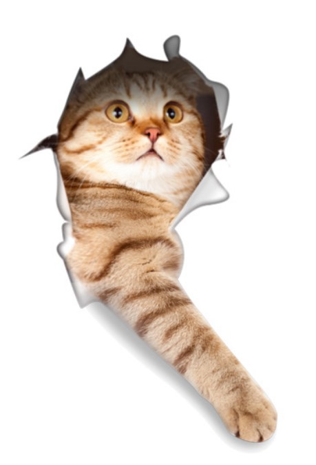 ネコちゃんステッカー リアル 3D ウォールステッカー 猫 騙し絵 トリックアート CAT｜kanedasyoten｜02