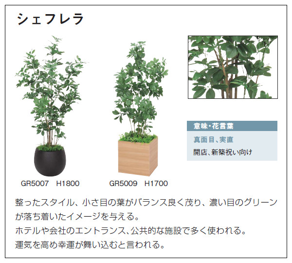 ベルク グリーンモード 人工樹木 連接樹木 フロアグリーン GR5061 W500×H550×D500mm シェフレラ 造花 2.6kg_4