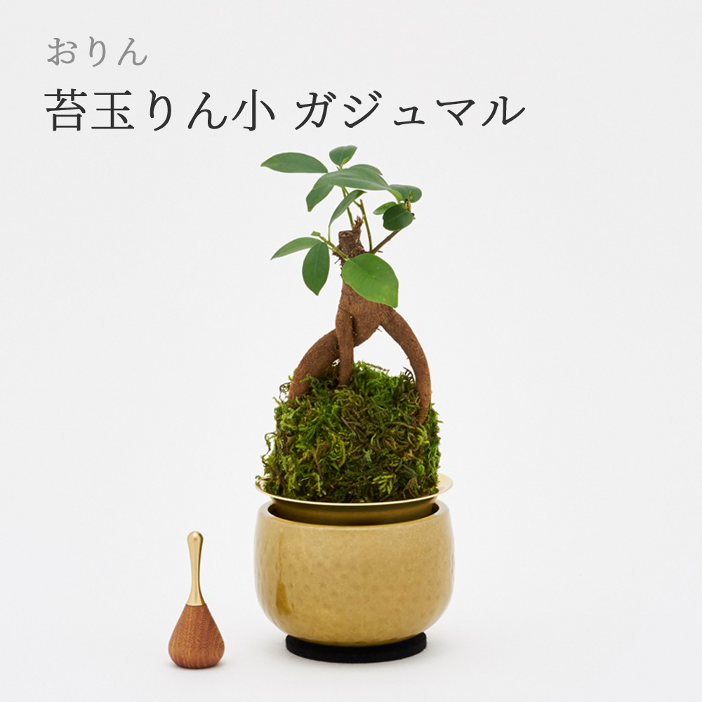 苔玉 盆栽 植木」の人気商品一覧 | 安い商品を通販サイトから探す