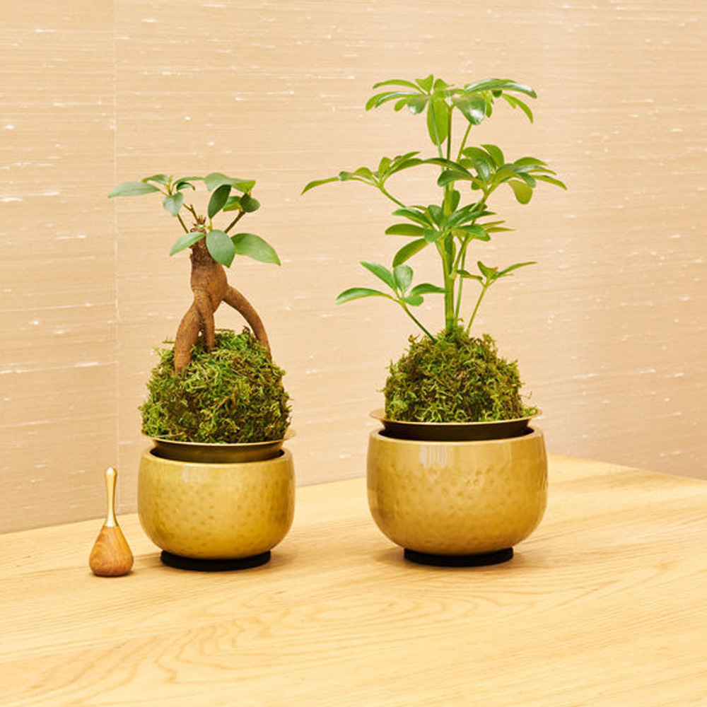 山口久乗 音具 苔玉りん 小 ガジュマル_3