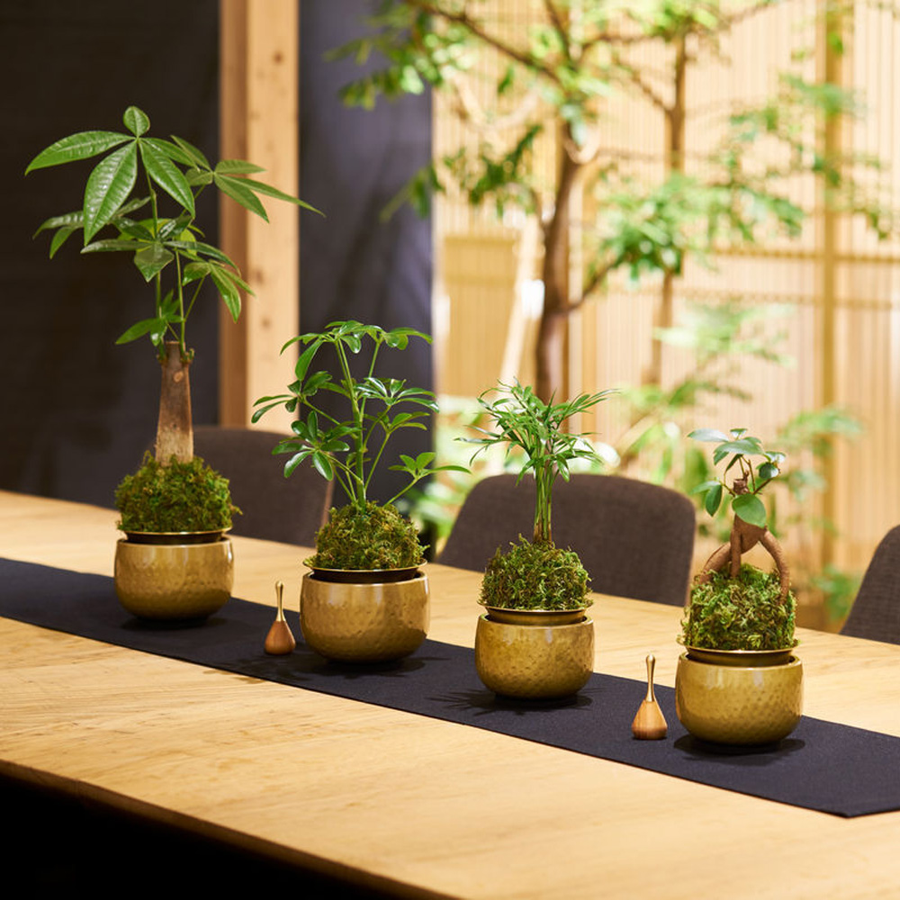 山口久乗 音具 苔玉りん 小 ガジュマル_4
