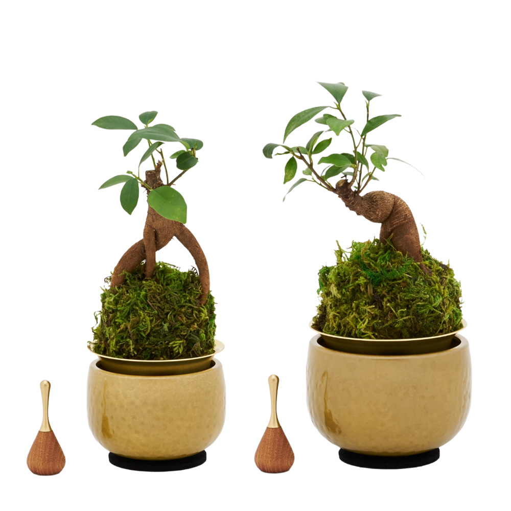 山口久乗 音具 苔玉りん 小 ガジュマル_1