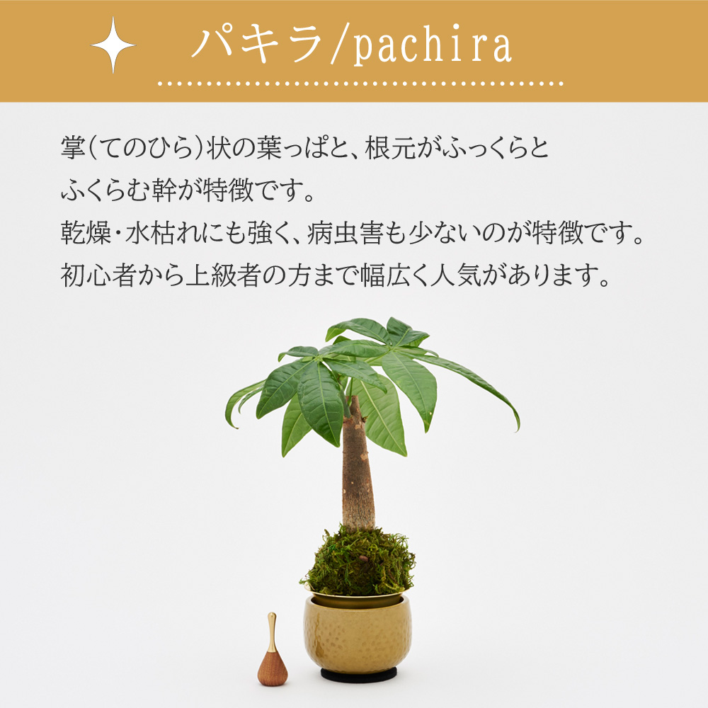 山口久乗 音具 苔玉りん 小 パキラ_5