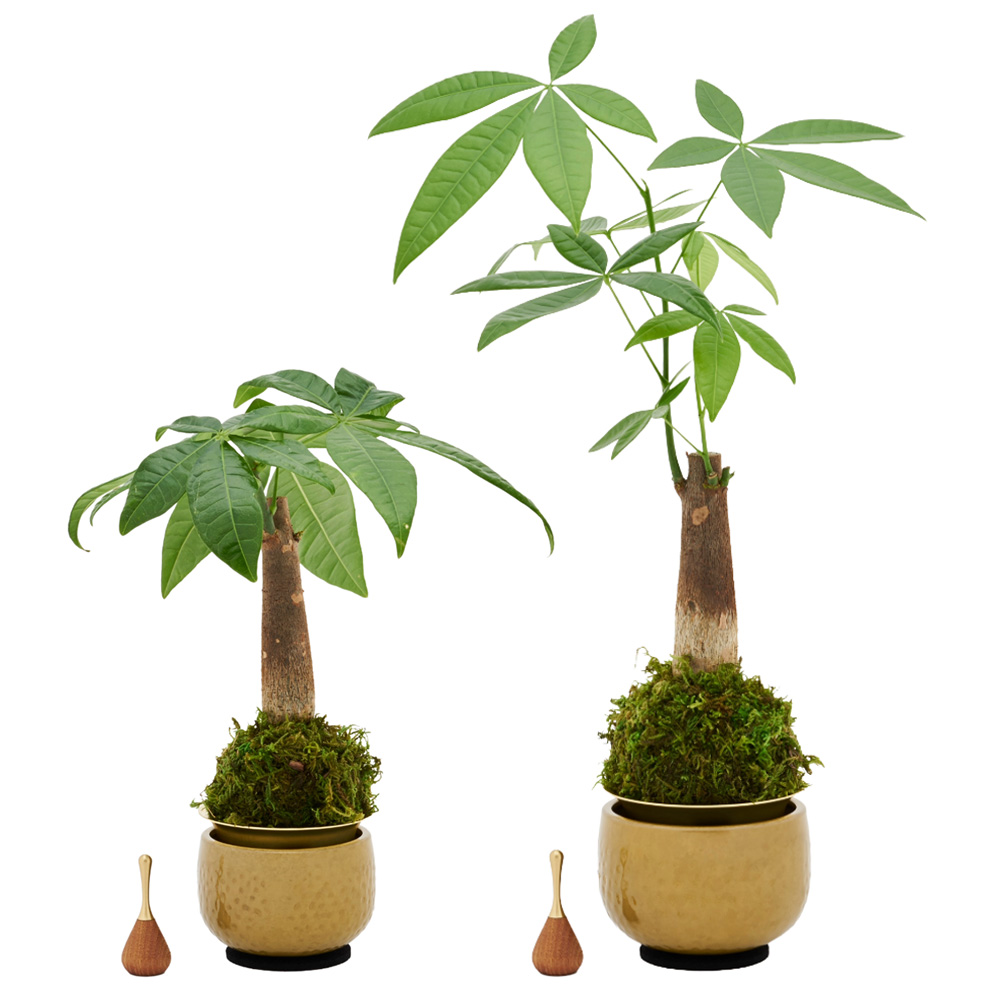山口久乗 音具 苔玉りん 小 パキラ_1