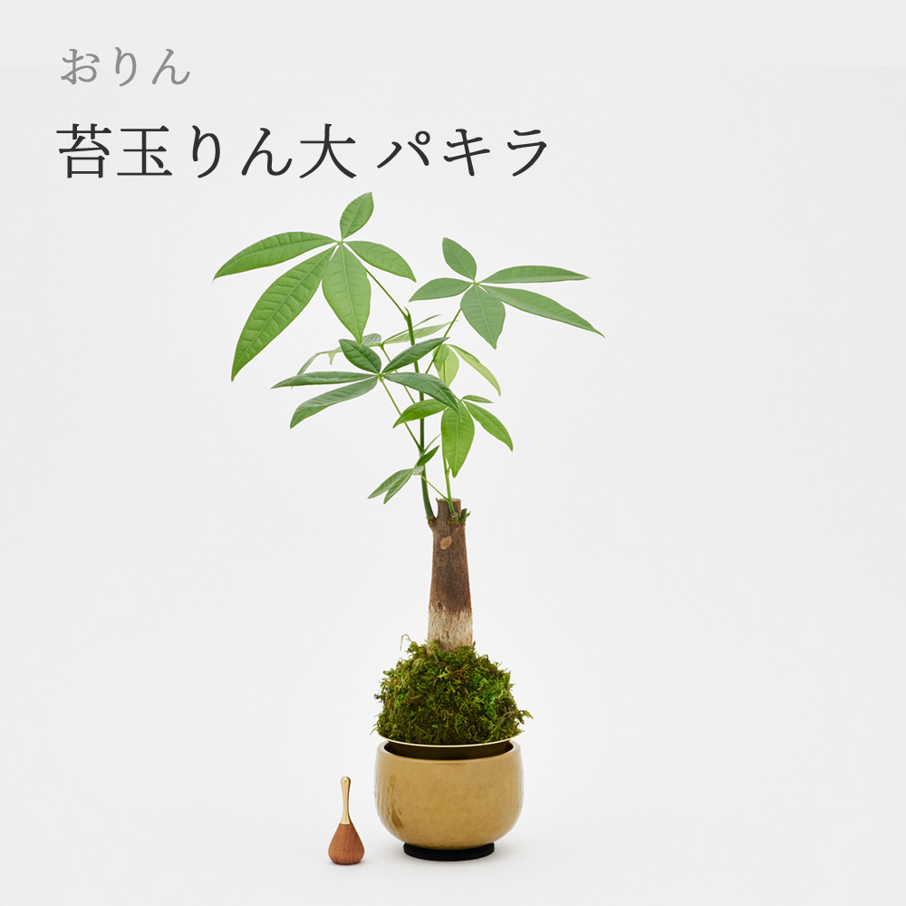 苔玉 盆栽 植木」の人気商品一覧 | 安い商品を通販サイトから探す