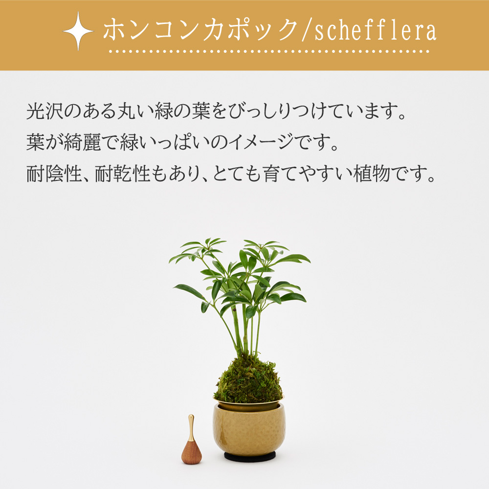 山口久乗 音具 苔玉りん 小 ホンコンカポック_5