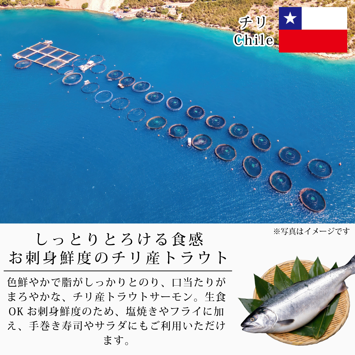 かねなかや次兵衛 無塩 お刺身 トラウト サーモン 切り身 30g×20切