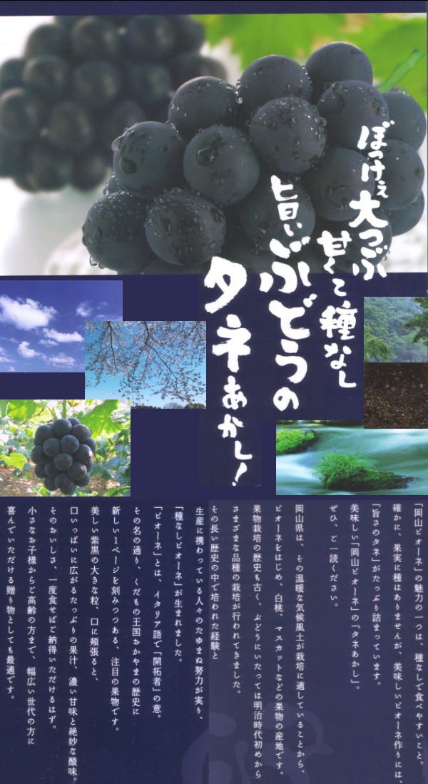 種なし 大粒 ぶどう 岡山 ニュー ピオーネ 1房約800g 大房 葡萄 ブドウ / 食品のネットスーパー・さんきん 本店