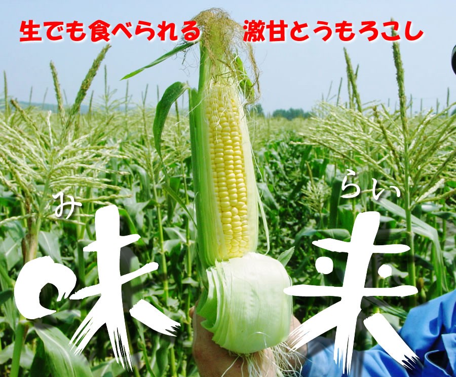 とうもろこし味来