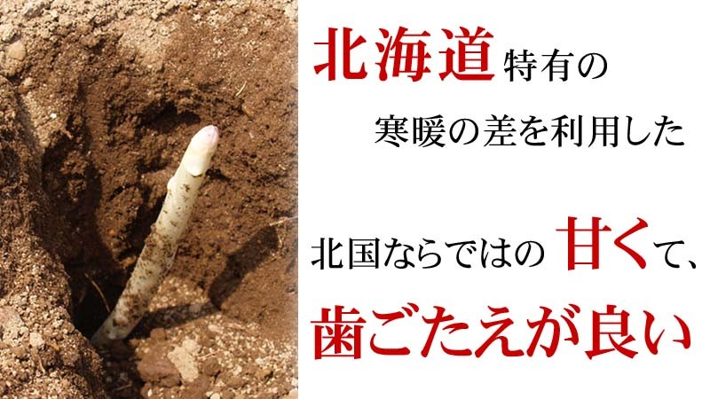 寒暖の差で甘いアスパラが採れました