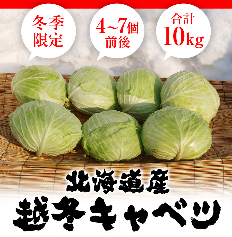 雪の下キャベツ