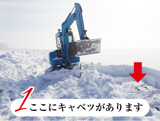 越冬キャベツの掘り起こしの様子