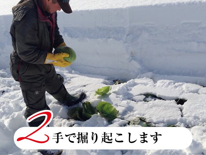 キャベツを手で掘り起こします
