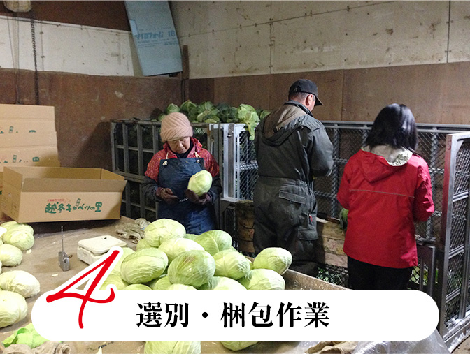 選別・梱包作業