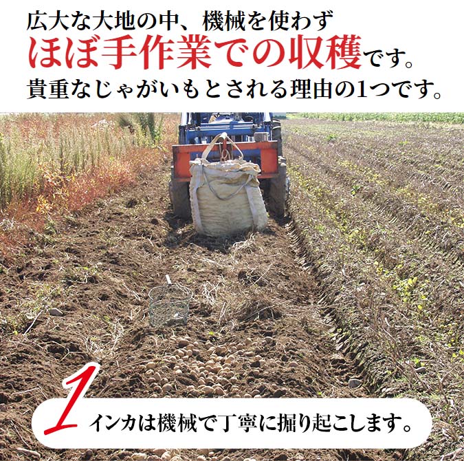 送料無料) Sサイズ 北海道産 じゃがいも インカのめざめ 小型