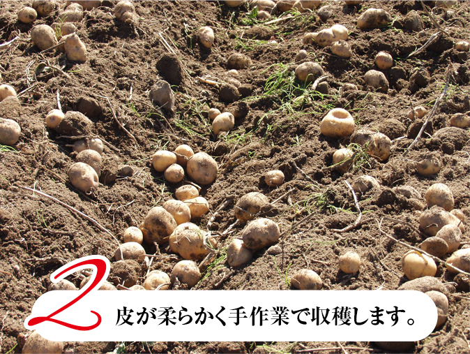 じゃがいも収穫の様子