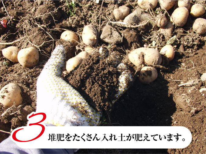 じゃがいも収穫の様子