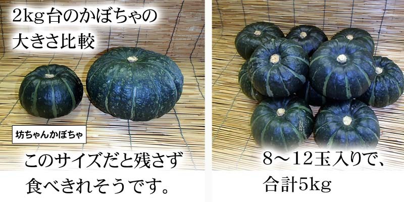 坊ちゃんかぼちゃの大きさ