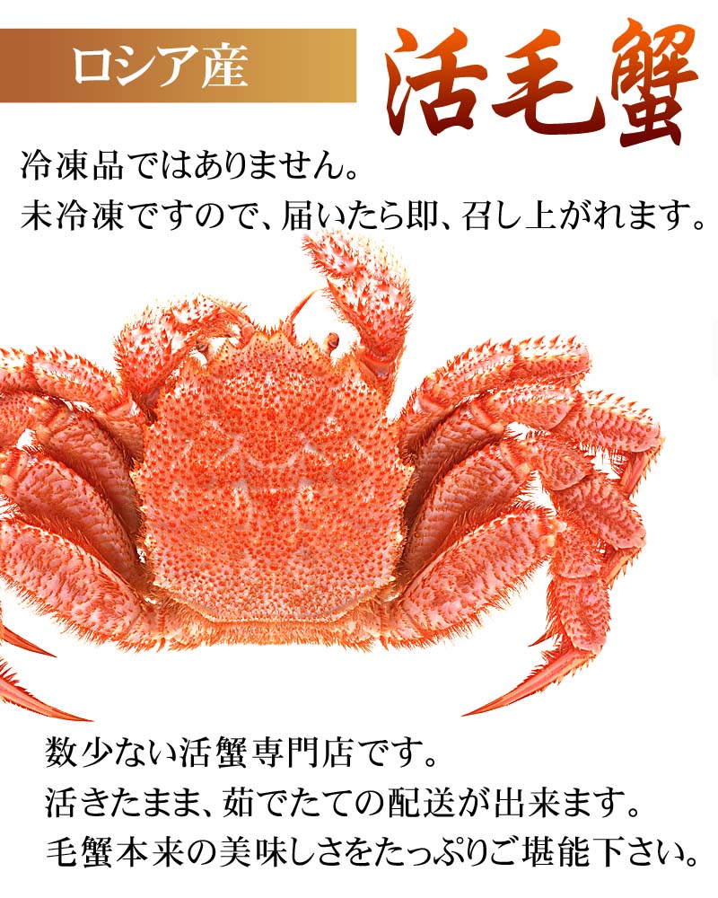 ゆでたて活毛ガニ未冷凍発送