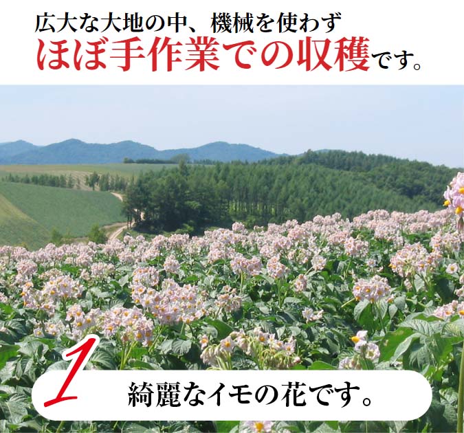 じゃがいもの収穫風景