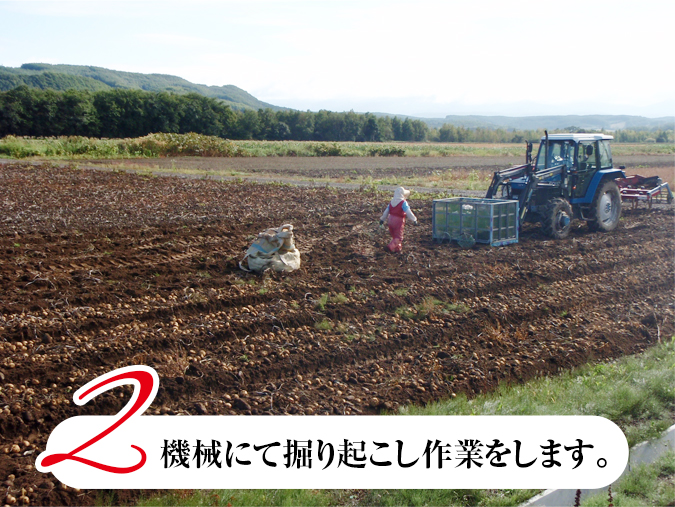 じゃがいもの収穫風景