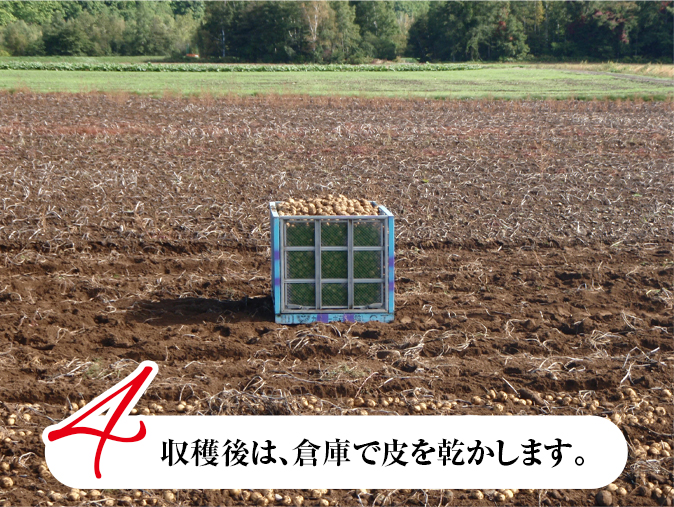 じゃがいもの収穫風景