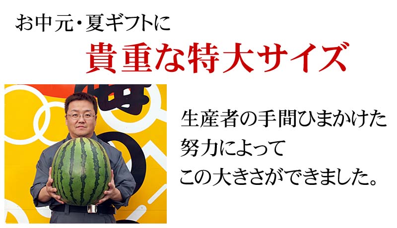 マドンナスイカ6Lサイズの大きさ