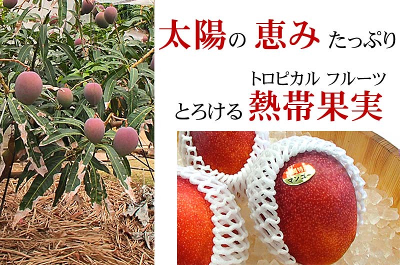 沖縄産マンゴー、糖度14度以上あります。
