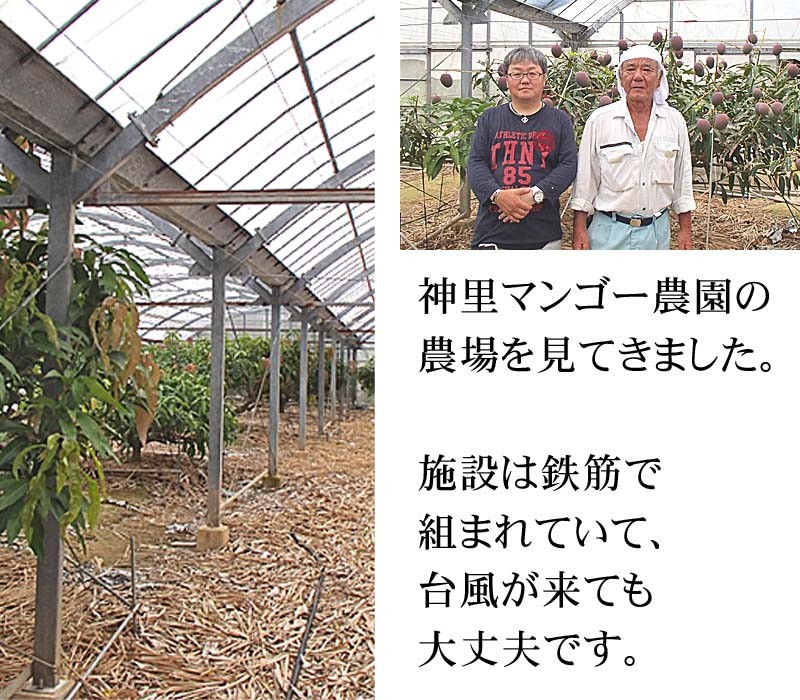 マンゴー農園