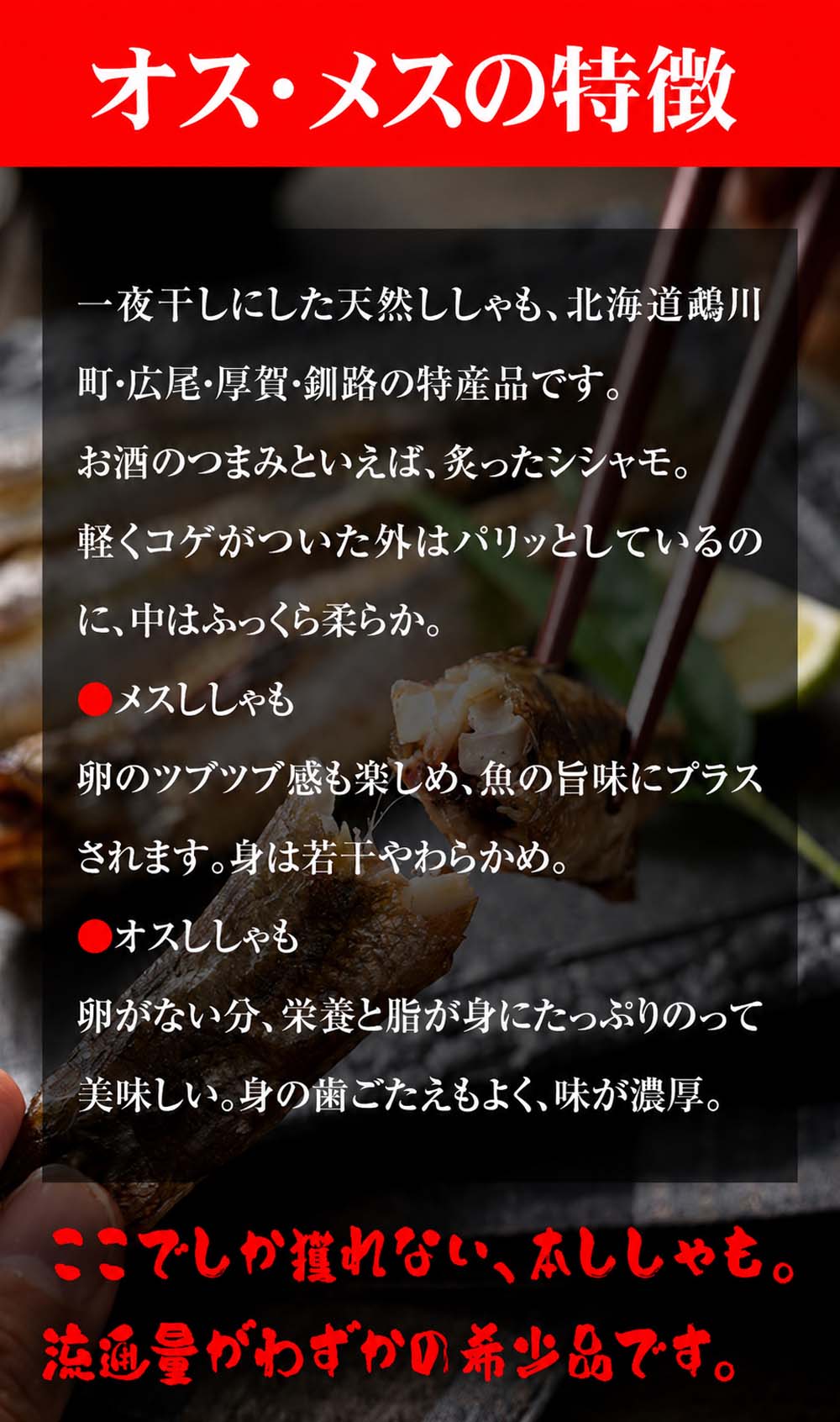 シシャモ、オス・メスの違い