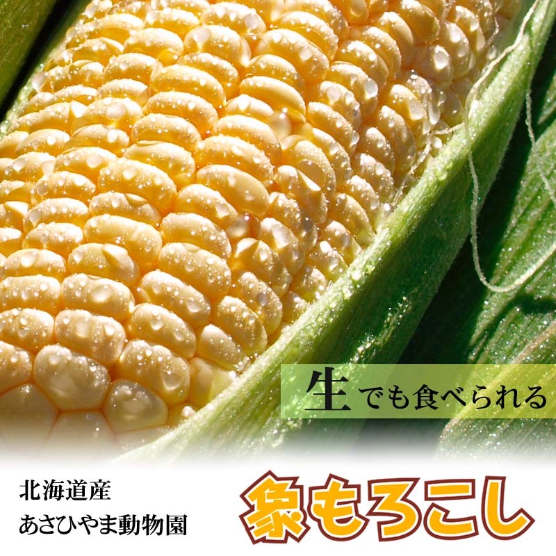 旭山動物園象もろこし　（ゴールドラッシュ）