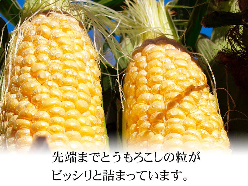 先端までトウモロコシの粒が詰まっています